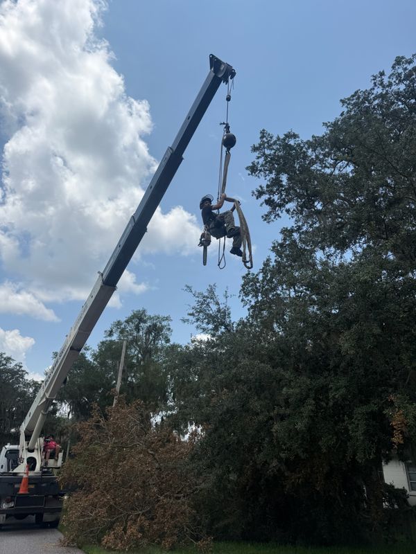 Tree Removal