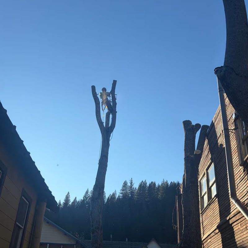 Hazard Tree Removal in Dunsmuir — Dunsmuir, CA