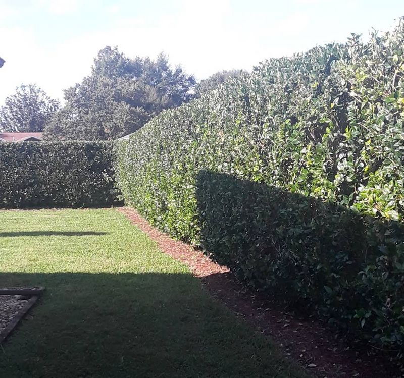 Shrub Trimming