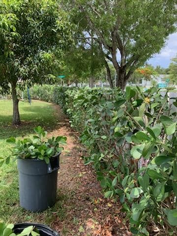 Shrub Trimming