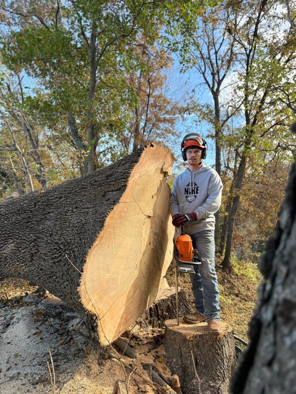 Tree Removal