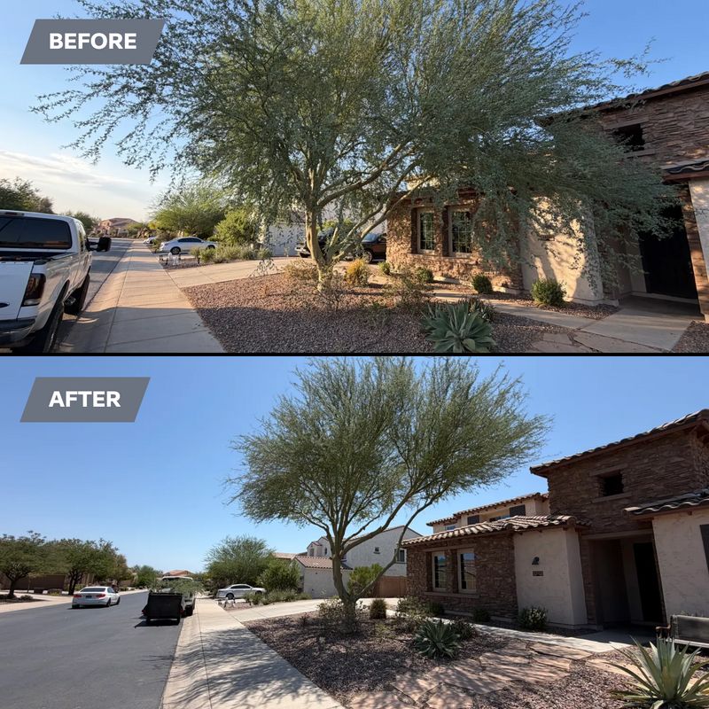 Tree & Shrub Care