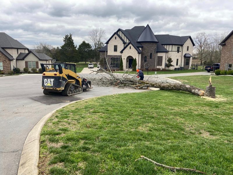 Tree Trimming & Removal