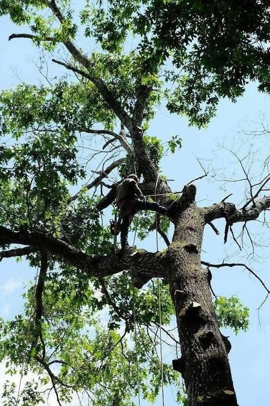 Tree Pruning