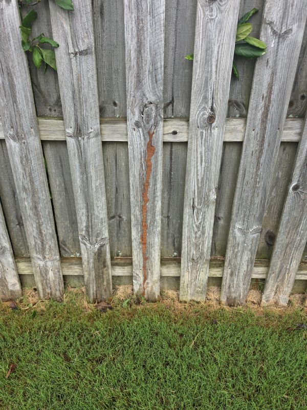 Termite Inspection & Treatment