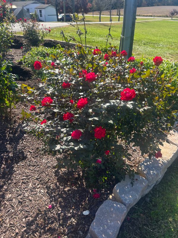 Plantings