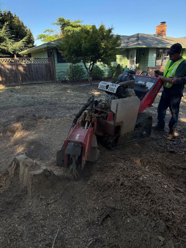 Tree Removals