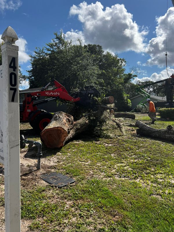Tree Removal
