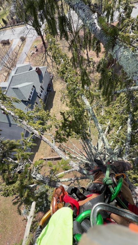 Tree removal / land clearing
