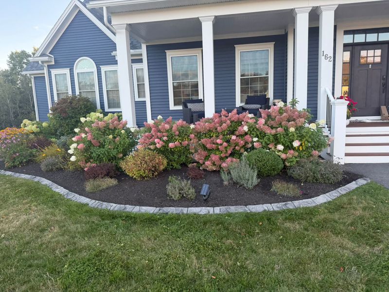 Hydrangeas in bloom in a mulched bed beside a covered porch