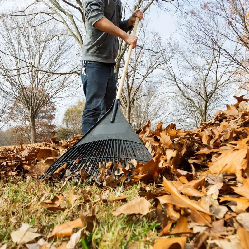 Leaf Removal