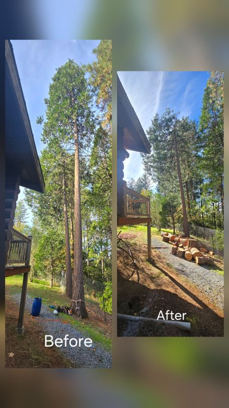 Stump Removal