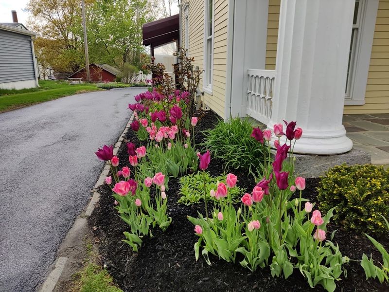 Lawn Maintenance