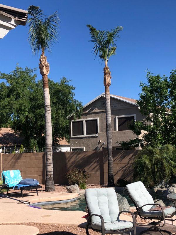 Palm Tree Trimming