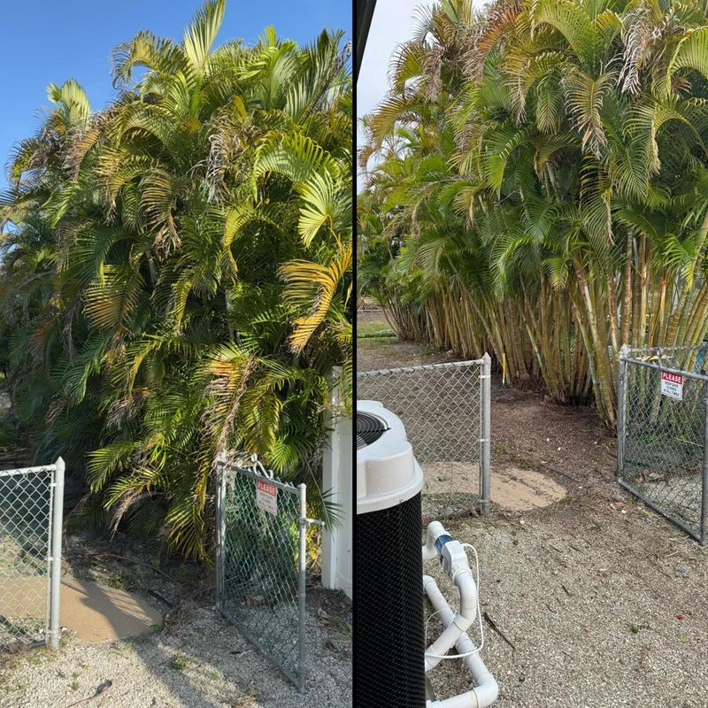 Shrub Trimming