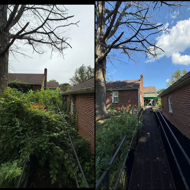 Tree Trimming