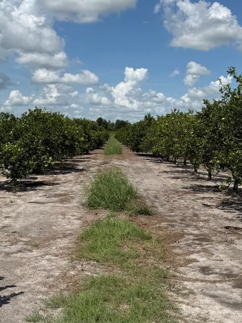 Citrus Consulting