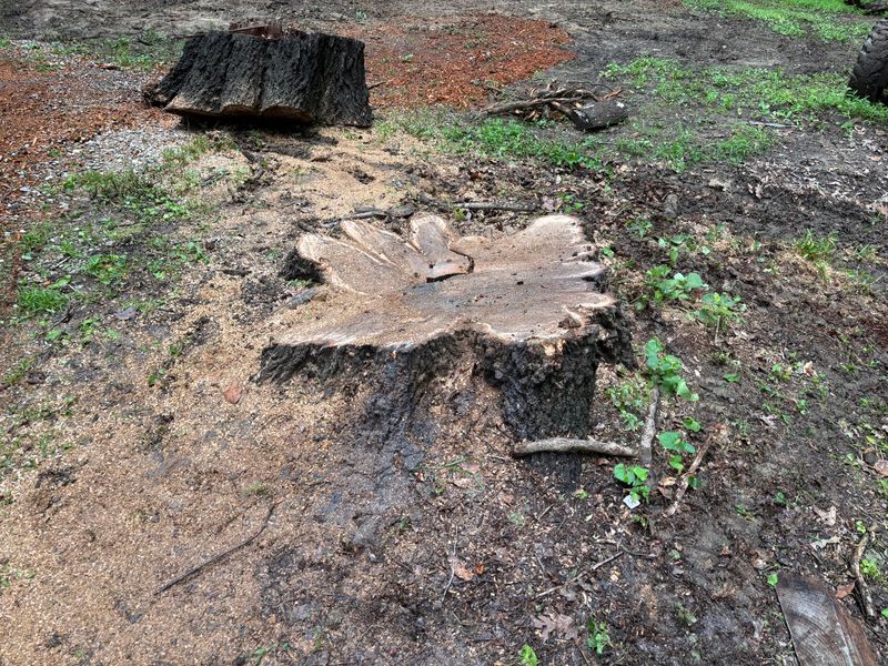 Stump Removal