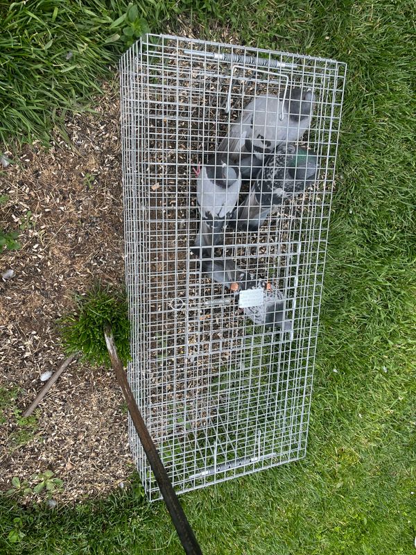 Pigeon Control