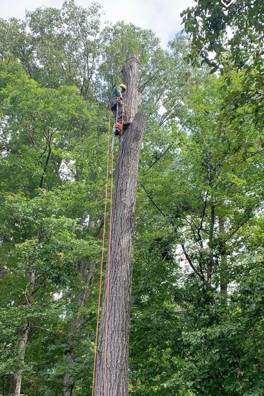 Tree Removal gallery