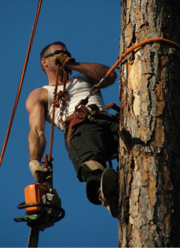Tree Removal