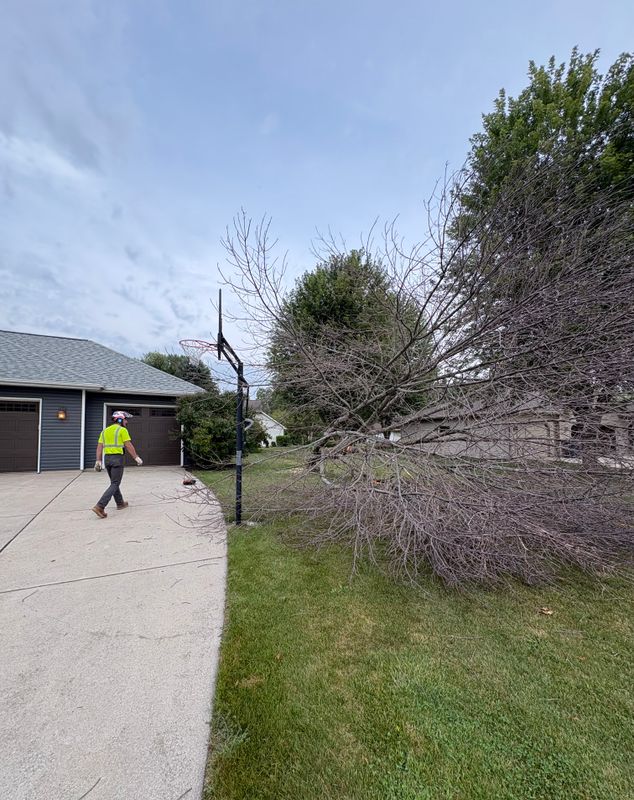 Tree Services
