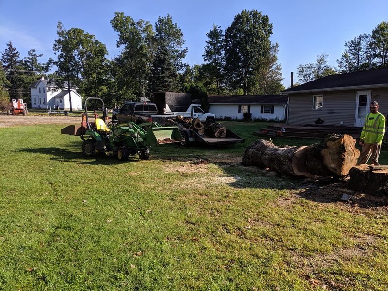 Tree Removal gallery