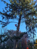 Tree Services