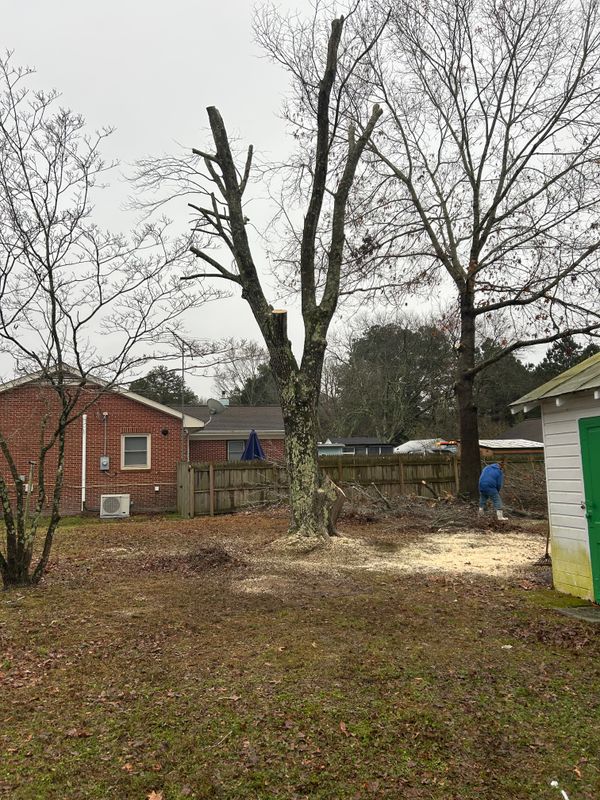 Tree Removal & Limbing 