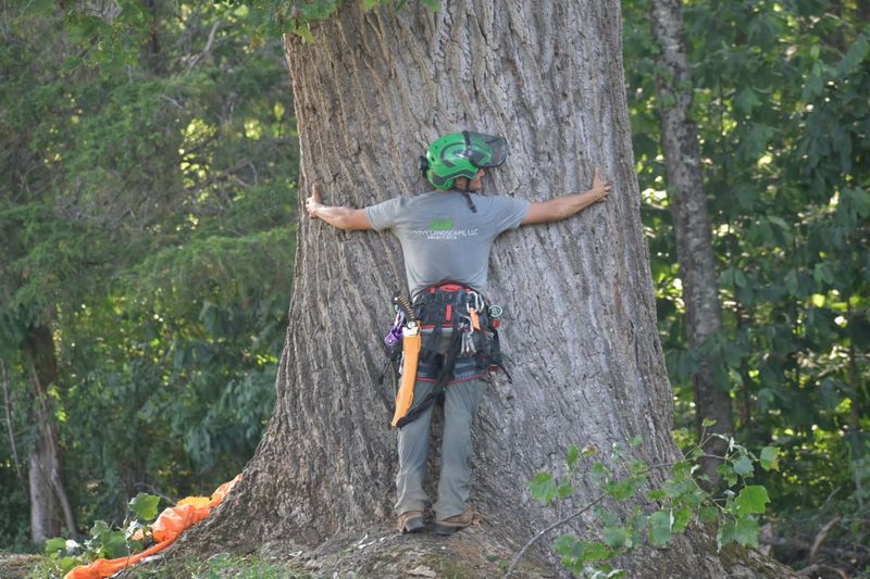 Tree Trimming gallery