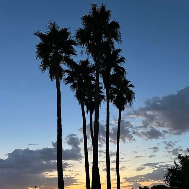 Palm Tree Trimming