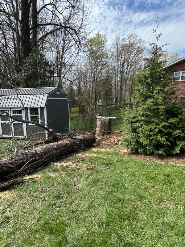 Tree Services
