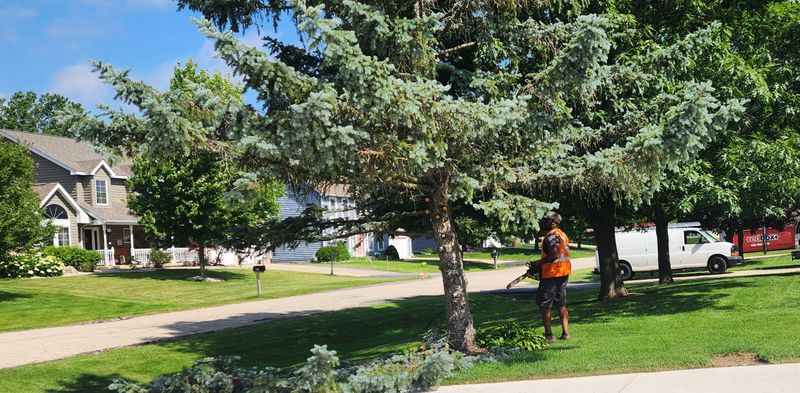 Tree Trimming