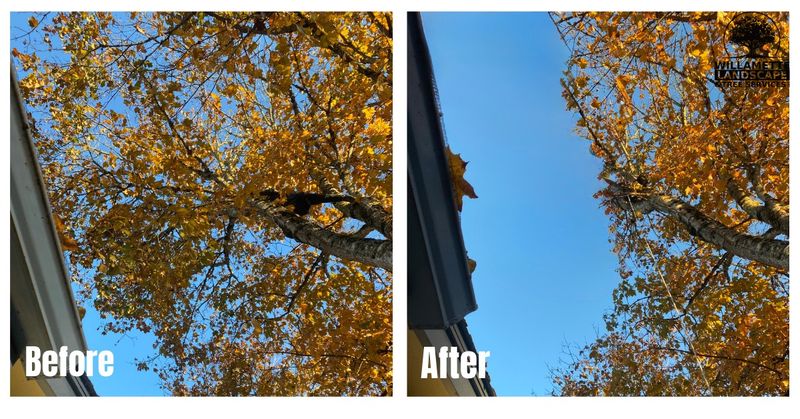 Tree Trimming