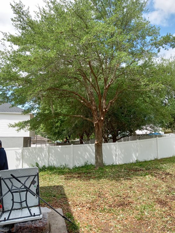 Tree Services