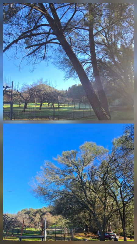 Hazardous Tree Services