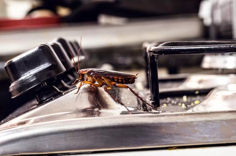 Cockroach Extermination