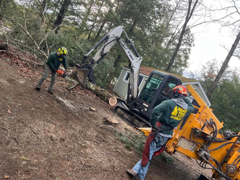 Tree Removal gallery