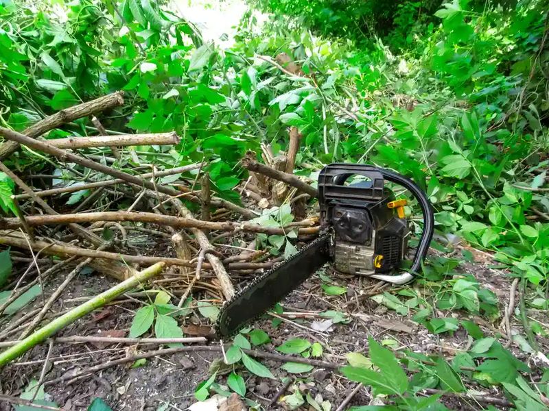 Brush Clearing
