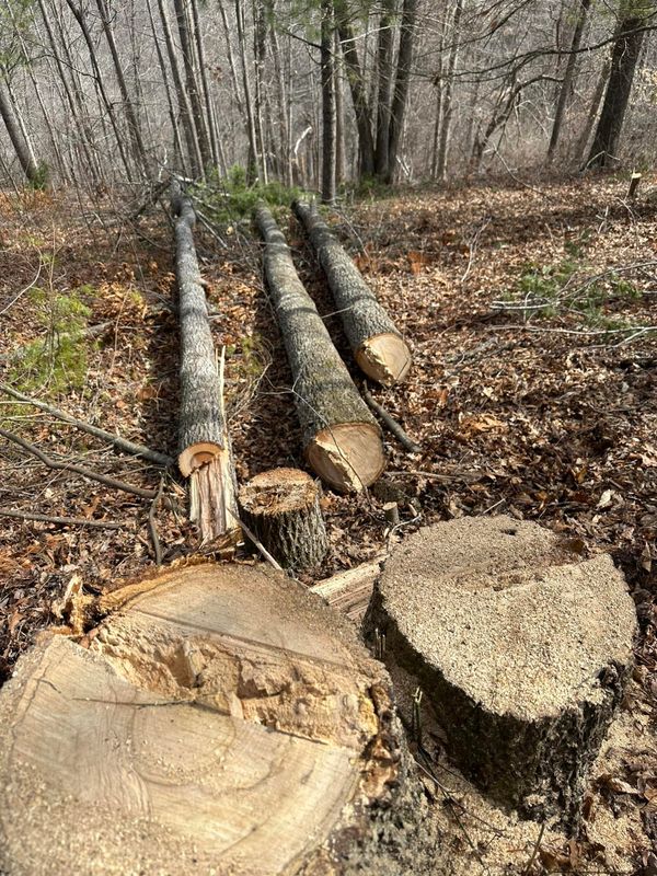 Tree Removal