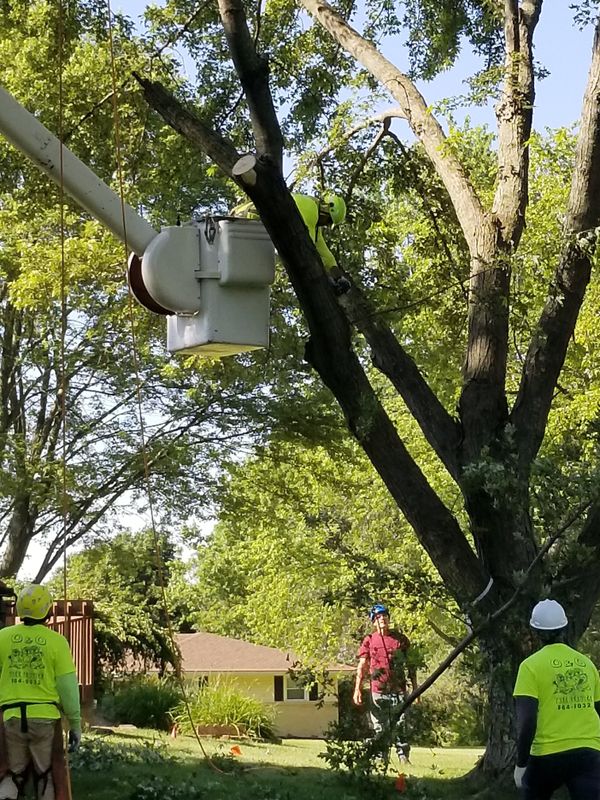 Tree Trimming gallery