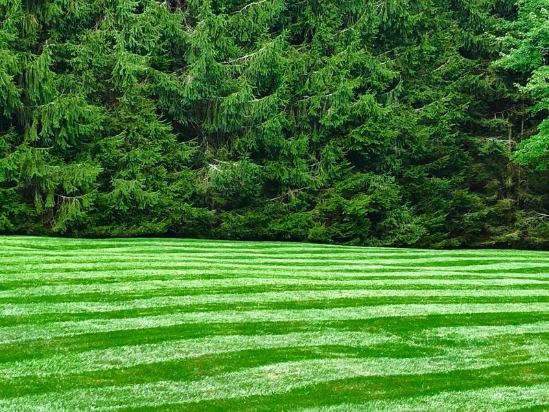 Mowing gallery