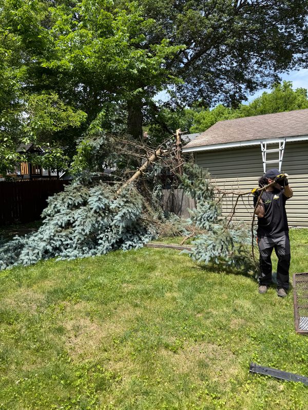Tree Removal gallery