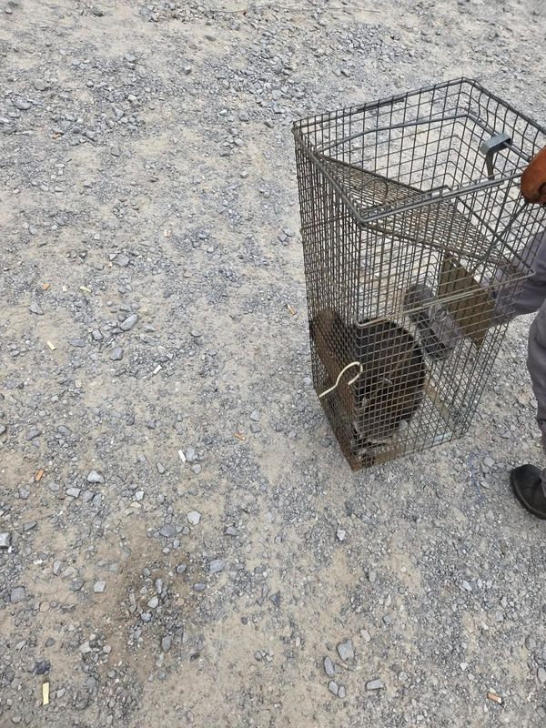 Rodent Control