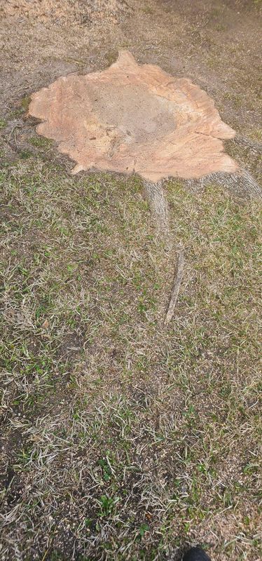Tree Removal