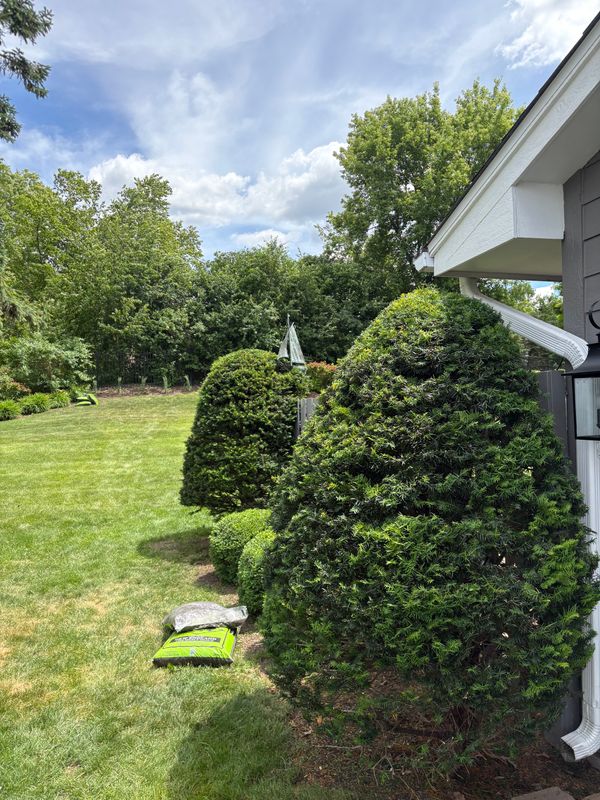 Tree and Shrub Care