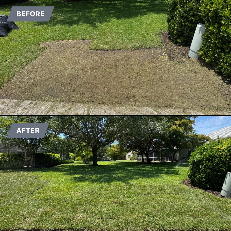Sod installation