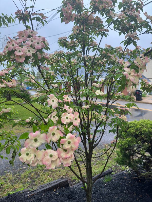 Tree & Perennial Planting