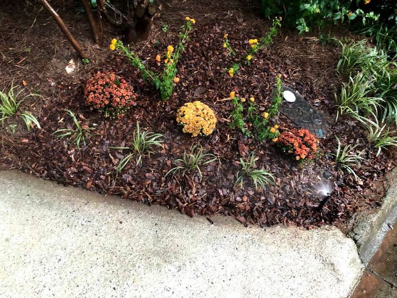 Plant & Shrub Installations