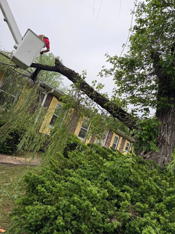 Tree Trimming
